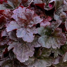 Load image into Gallery viewer, Heuchera 'Mahogany Monster'