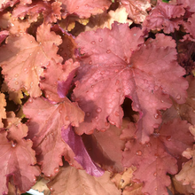 Load image into Gallery viewer, Heuchera 'Peachberry Ice'