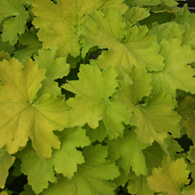 Load image into Gallery viewer, Heuchera 'Pistache'