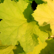 Load image into Gallery viewer, Heuchera 'Pistache'