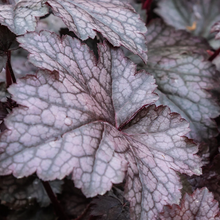 Load image into Gallery viewer, Heuchera 'Plum Crazy'