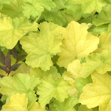 Load image into Gallery viewer, Heuchera 'Pretty Pistachio'