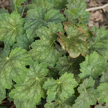 Load image into Gallery viewer, Heuchera americana