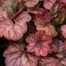 Load image into Gallery viewer, Heuchera 'Apricot'