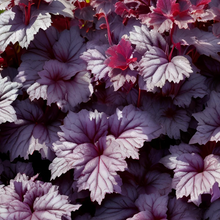 Load image into Gallery viewer, Heuchera 'Forever Purple'