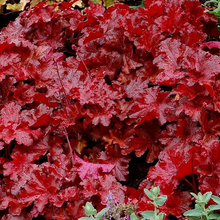 Load image into Gallery viewer, Heuchera 'Forever Red'