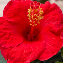 Load image into Gallery viewer, Hibiscus 'Bordeaux'