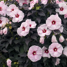 Load image into Gallery viewer, Hibiscus 'Dark Mystery'