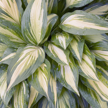 Load image into Gallery viewer, Hosta 'Cherry Berry'