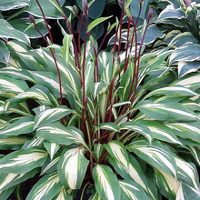 Load image into Gallery viewer, Hosta 'Cherry Berry'