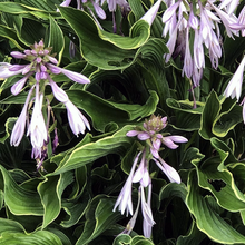 Load image into Gallery viewer, Hosta 'Praying Hands'