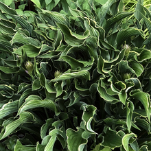 Load image into Gallery viewer, Hosta 'Praying Hands'