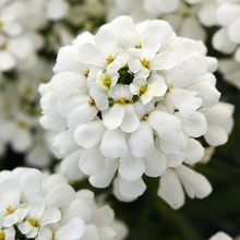 Load image into Gallery viewer, Iberis 'Snowsation'