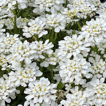 Load image into Gallery viewer, Iberis 'Snowsation'