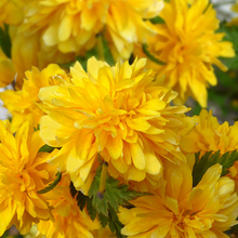 Load image into Gallery viewer, Kerria 'Pleniflora'