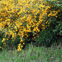 Load image into Gallery viewer, Kerria 'Pleniflora'