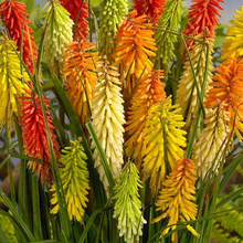 Load image into Gallery viewer, Kniphofia 'Flamenco Mix'
