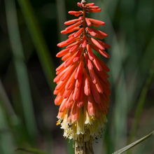 Load image into Gallery viewer, Kniphofia 'Flamenco Mix'