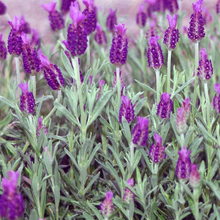 Load image into Gallery viewer, Lavender stoechas 'Anouk'