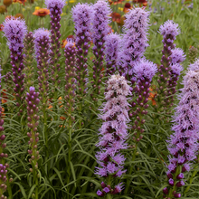 Load image into Gallery viewer, Liatris spicata 'Kobold'