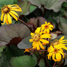 Load image into Gallery viewer, Ligularia 'Midnight Lady'
