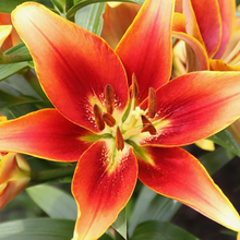 Load image into Gallery viewer, Lilium Oriental 'Kaveri'