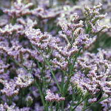 Load image into Gallery viewer, Limonium 'Dazzle Rocks'