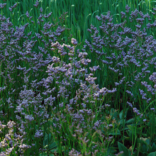Load image into Gallery viewer, Limonium 'Dazzle Rocks'