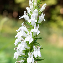 Load image into Gallery viewer, Lobelia siphilitica 'Alba'
