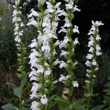 Load image into Gallery viewer, Lobelia siphilitica 'Alba'