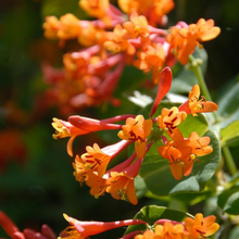 Load image into Gallery viewer, Lonicera sempervirens 'Magnifica'