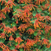 Load image into Gallery viewer, Lonicera sempervirens 'Magnifica'