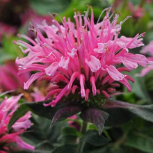 Load image into Gallery viewer, Monarda 'Balmy Pink'