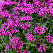 Load image into Gallery viewer, Monarda 'Purple Rooster'