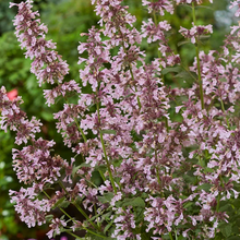 Load image into Gallery viewer, Nepeta 'Whispurr Pink'
