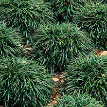 Load image into Gallery viewer, Ophiopogon japonicus 'Nana'