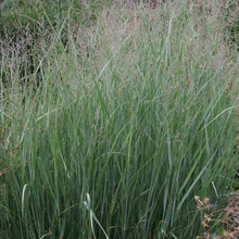Load image into Gallery viewer, Panicum virgatum 'Heavy Metal'