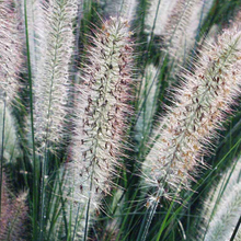 Load image into Gallery viewer, Pennisetum 'Foxtrot'