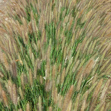 Load image into Gallery viewer, Pennisetum 'Jambalaya'