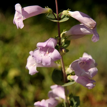 Load image into Gallery viewer, Penstemon 'Prairie Jewel'