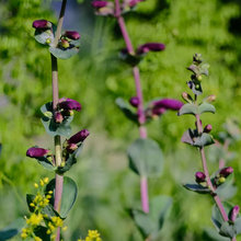 Load image into Gallery viewer, Penstemon 'Prairie Jewel'