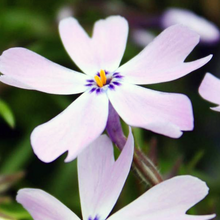 Load image into Gallery viewer, Phlox subulata 'Emerald Blue'