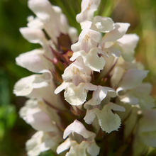 Load image into Gallery viewer, Prunella grandiflora 'Pagoda Mix'