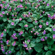 Load image into Gallery viewer, Pulmonaria saccharata 'Mrs. Moon'