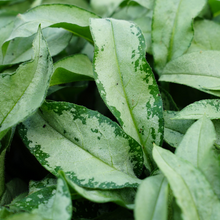 Load image into Gallery viewer, Pulmonaria saccharata 'Samurai'