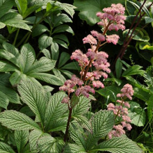 Load image into Gallery viewer, Rodgersia pinnata 'Die Schone'