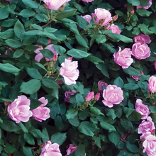 Load image into Gallery viewer, Rosa Knockout 'Blushing Pink'