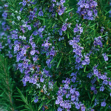 Load image into Gallery viewer, Rosemary 'Arp'