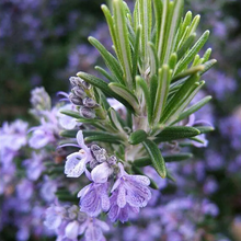 Load image into Gallery viewer, Rosemary officinalis 'Salem'