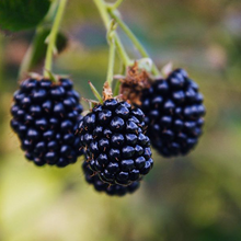 Load image into Gallery viewer, Rubus fruticosus 'Apache'